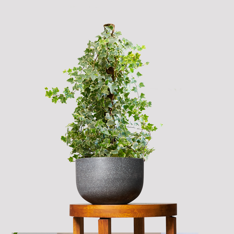 Hedera Helix "Variegata"