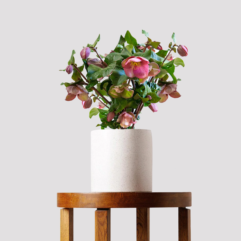 Helleborus Charmer