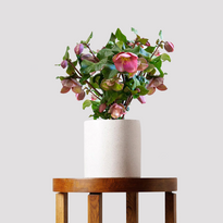 Helleborus Charmer
