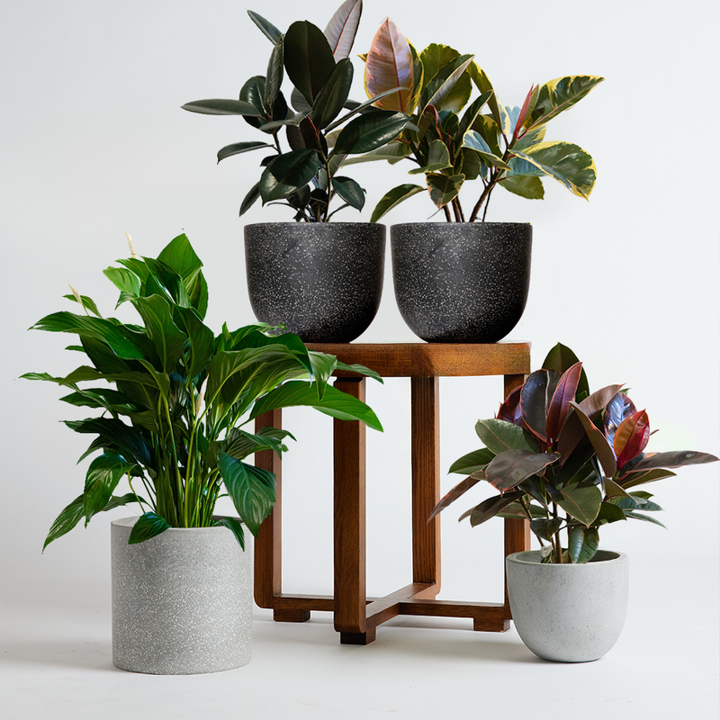 Green Your Space Pack