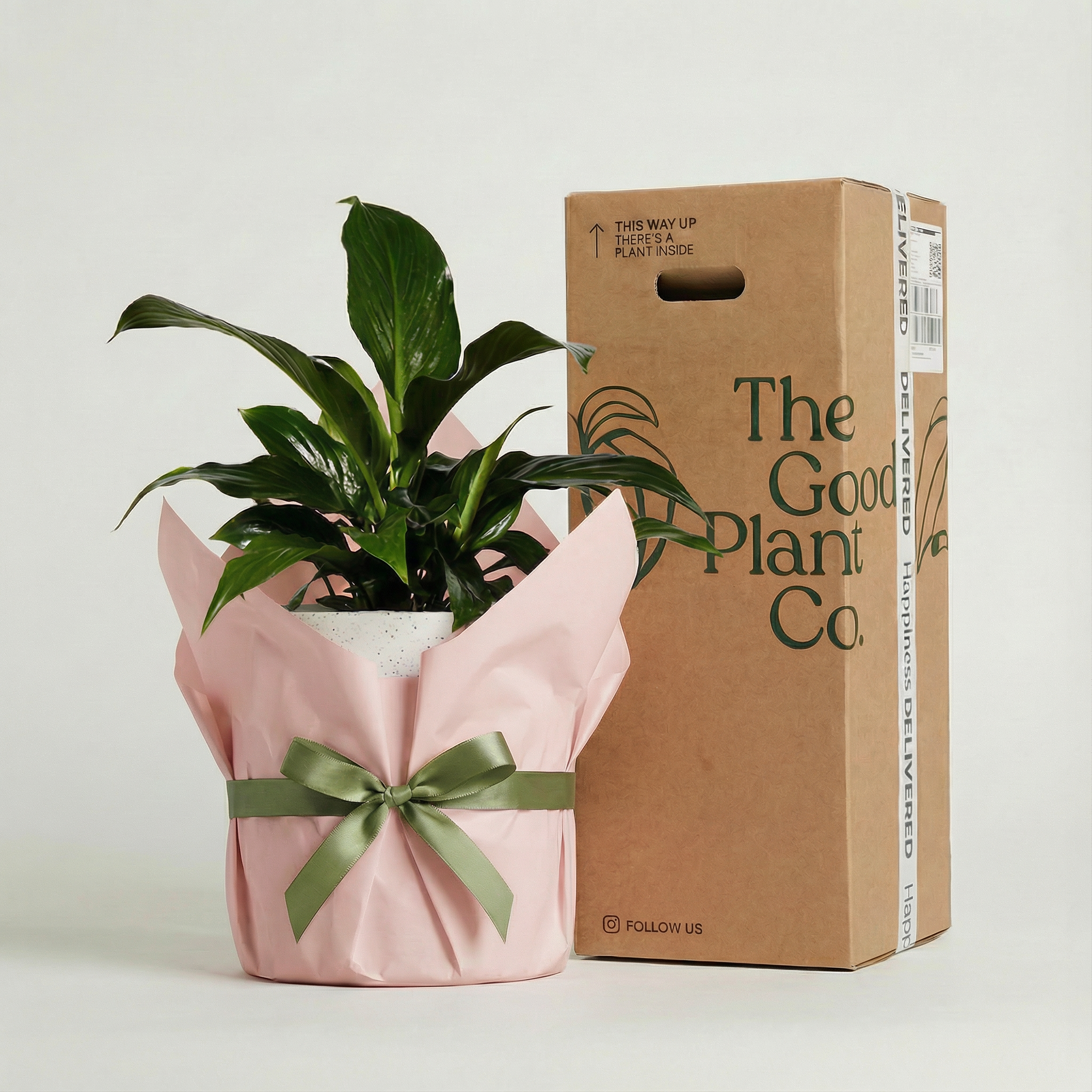 Peace Lily and Pot Gift