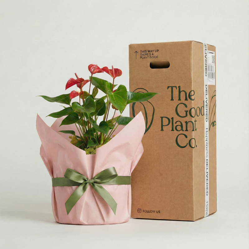 Red Anthurium and Pot Gift