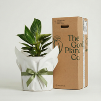 Philodendron Birkin and Pot Gift