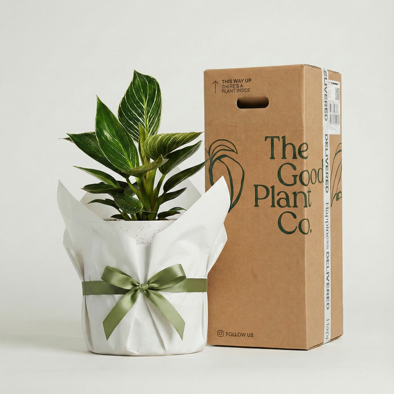 Philodendron Birkin and Pot Gift