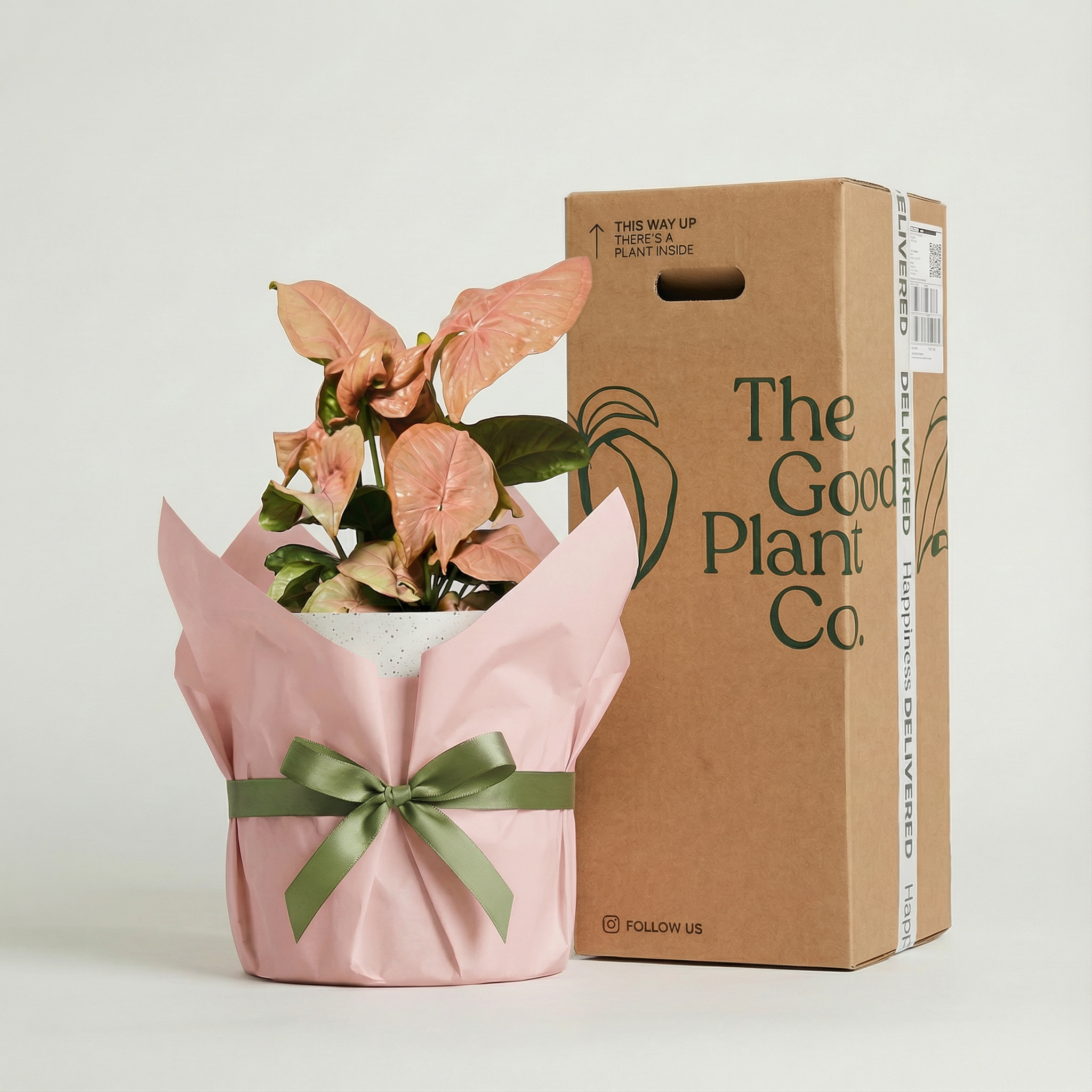Syngonium Neon and Pot Gift