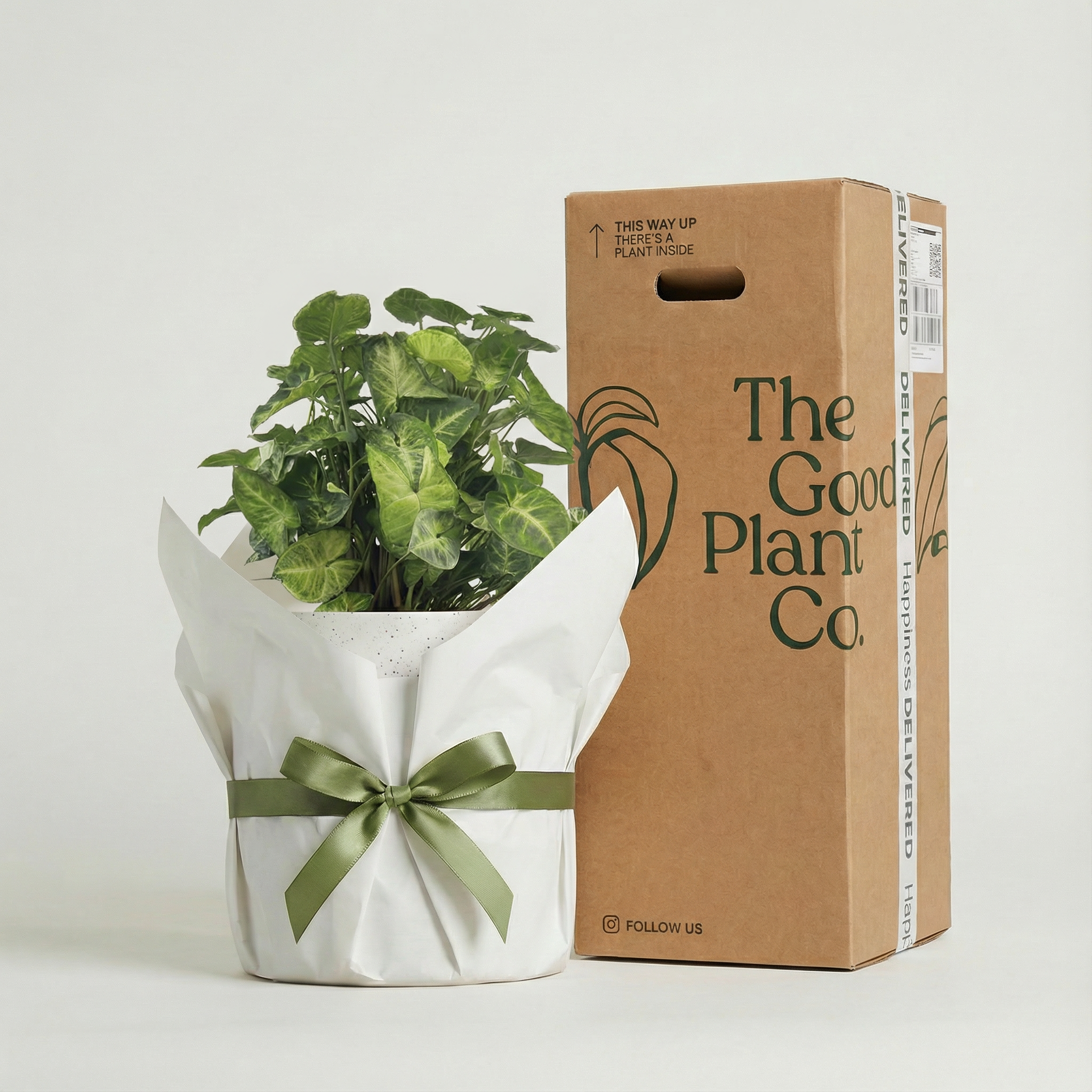 Syngonium Pixie and Pot Gift