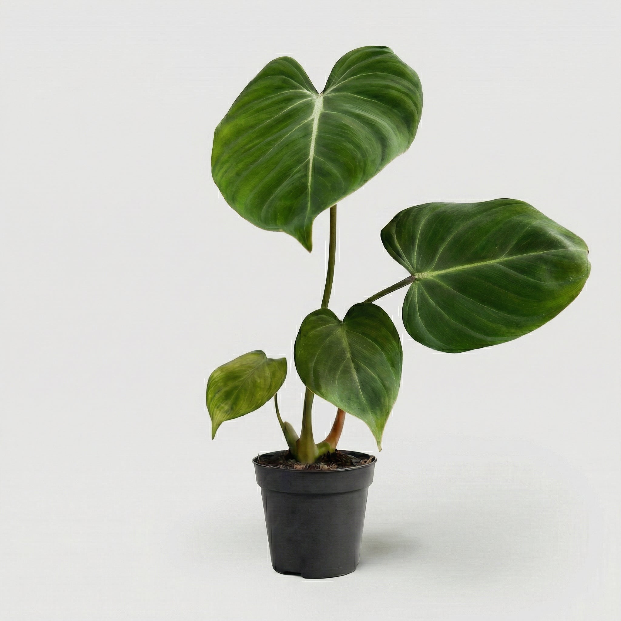 Philodendron Gloriosum