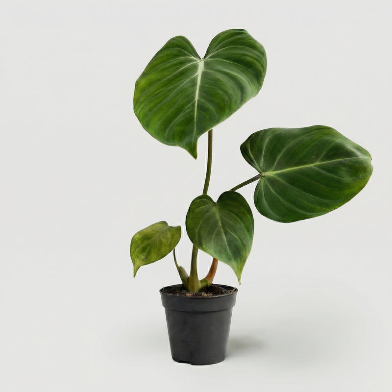 Philodendron Gloriosum