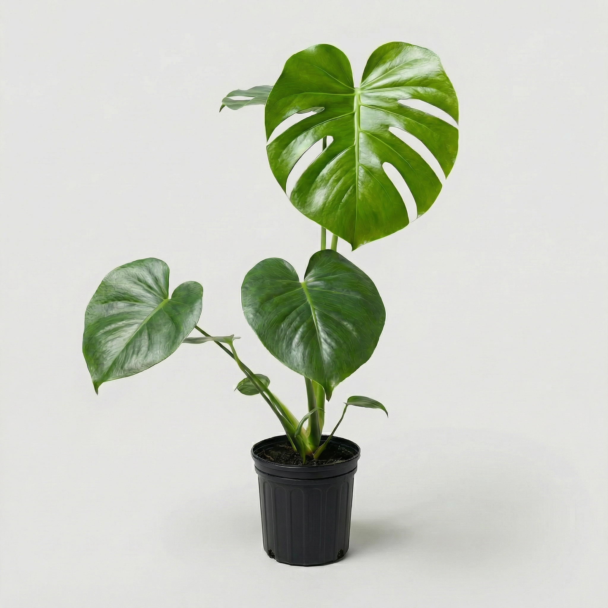 Monstera Deliciosa