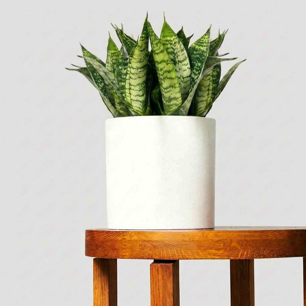 Sansevieria Hahnii