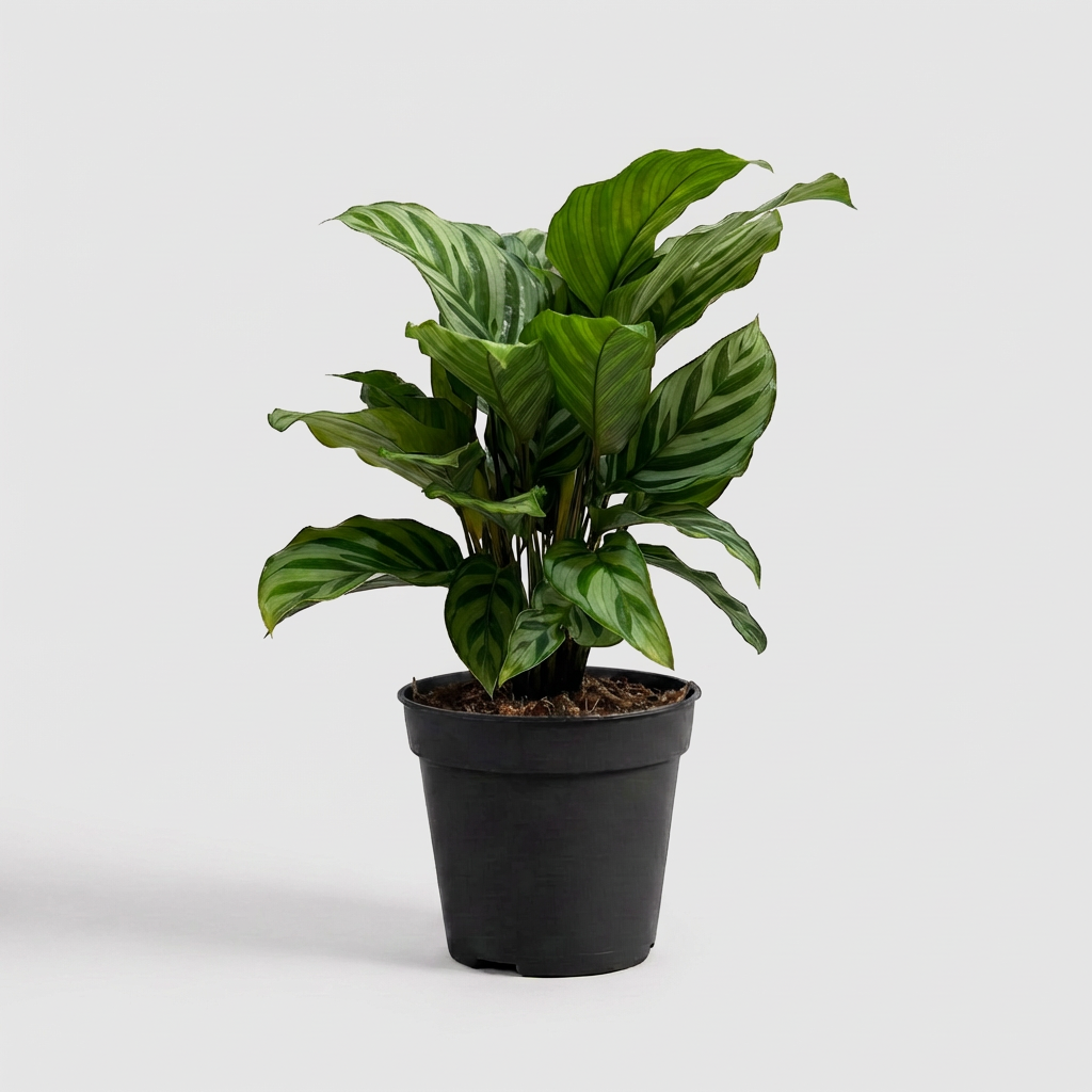 Calathea Freddy