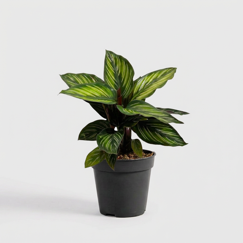 Calathea Beauty Star