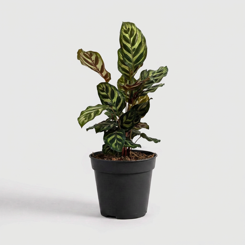 Calathea Makoyana
