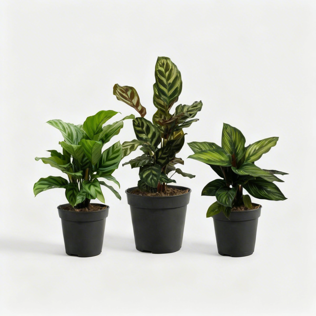 The Calathea Trio