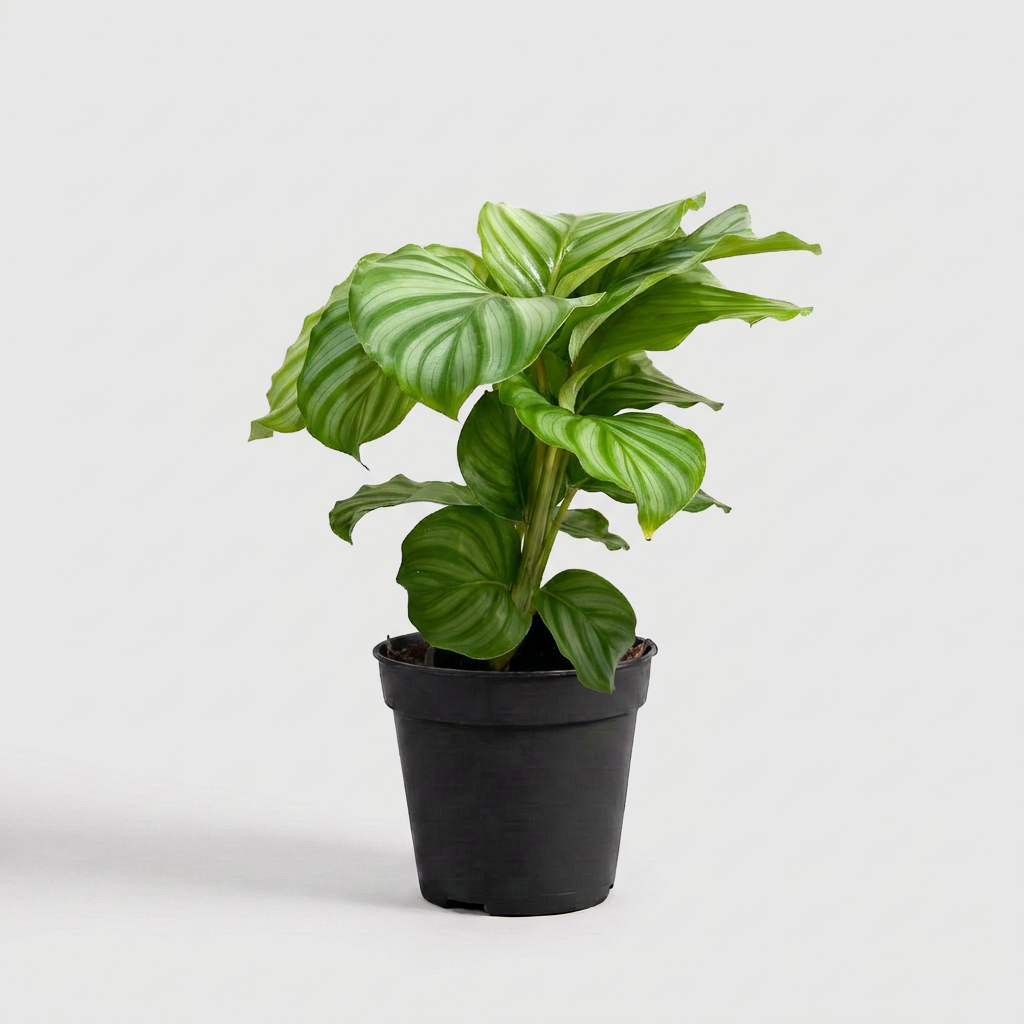 Calathea Orbifolia