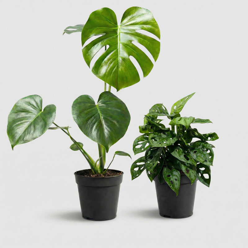 Monstera Duo Pack