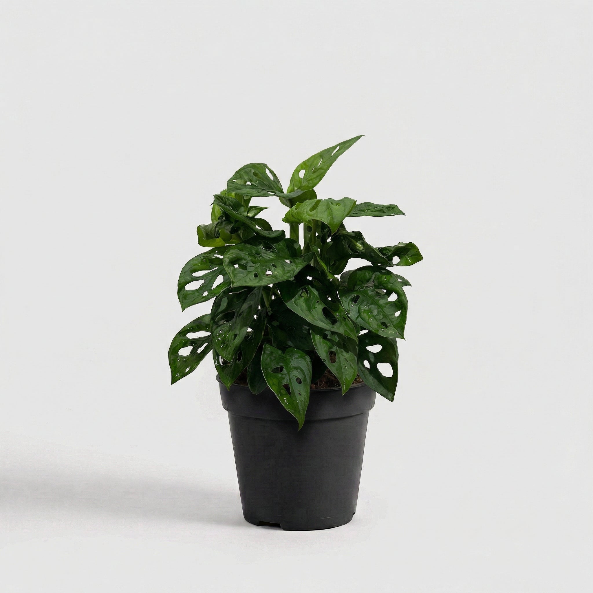 Monstera Adansonii