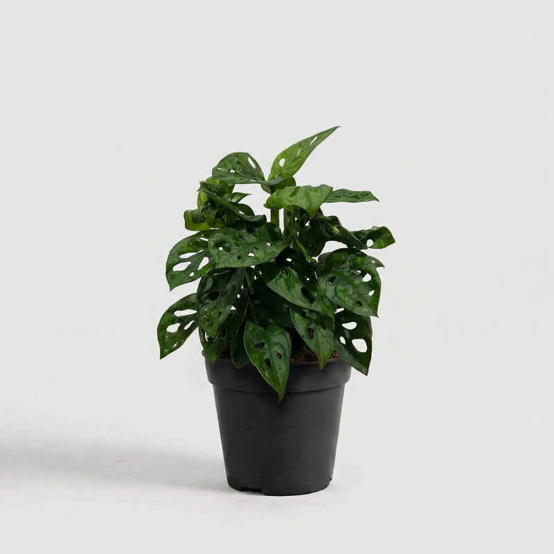 Monstera Adansonii