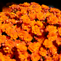 Kalanchoe Purple