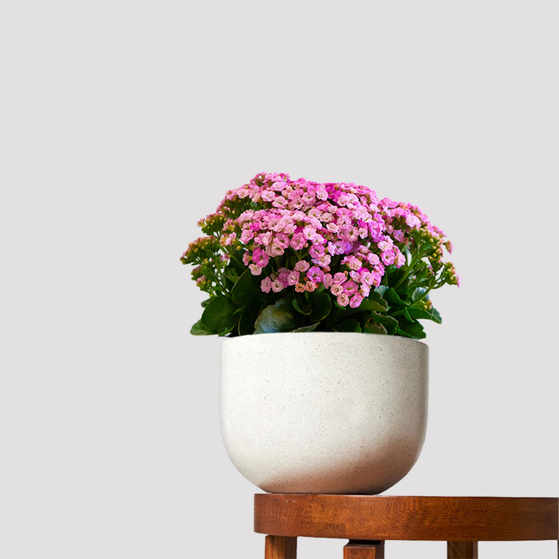 Kalanchoe Purple