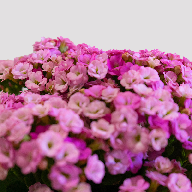 Kalanchoe Purple