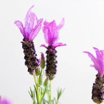 Lavender Queen