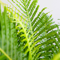 Silver Lady Fern