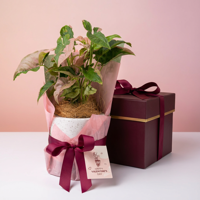 Syngonium Trispot and Pot Gift