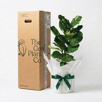 Fiddle Leaf Fig and Pot Gift