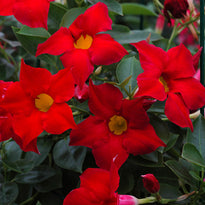 Dipladenia Aloha Red