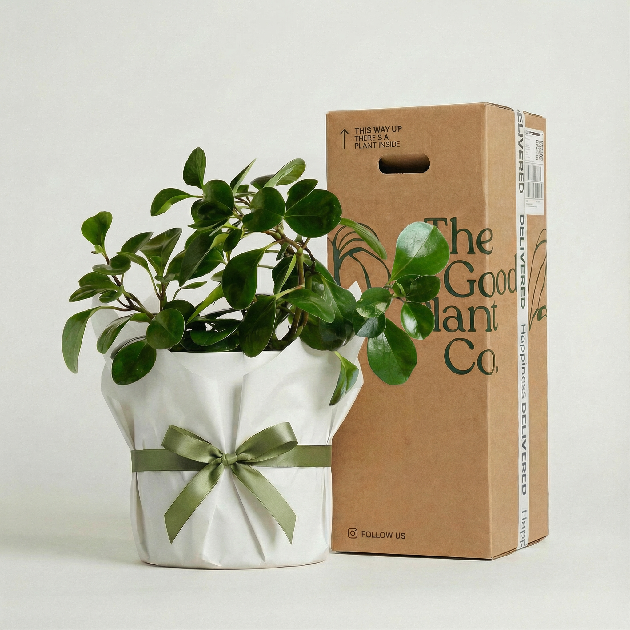 Baby Rubber Plant and Pot Gift
