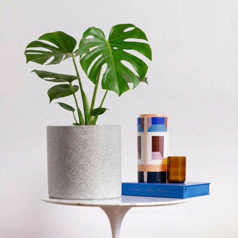 Monstera Deliciosa and Pot Gift