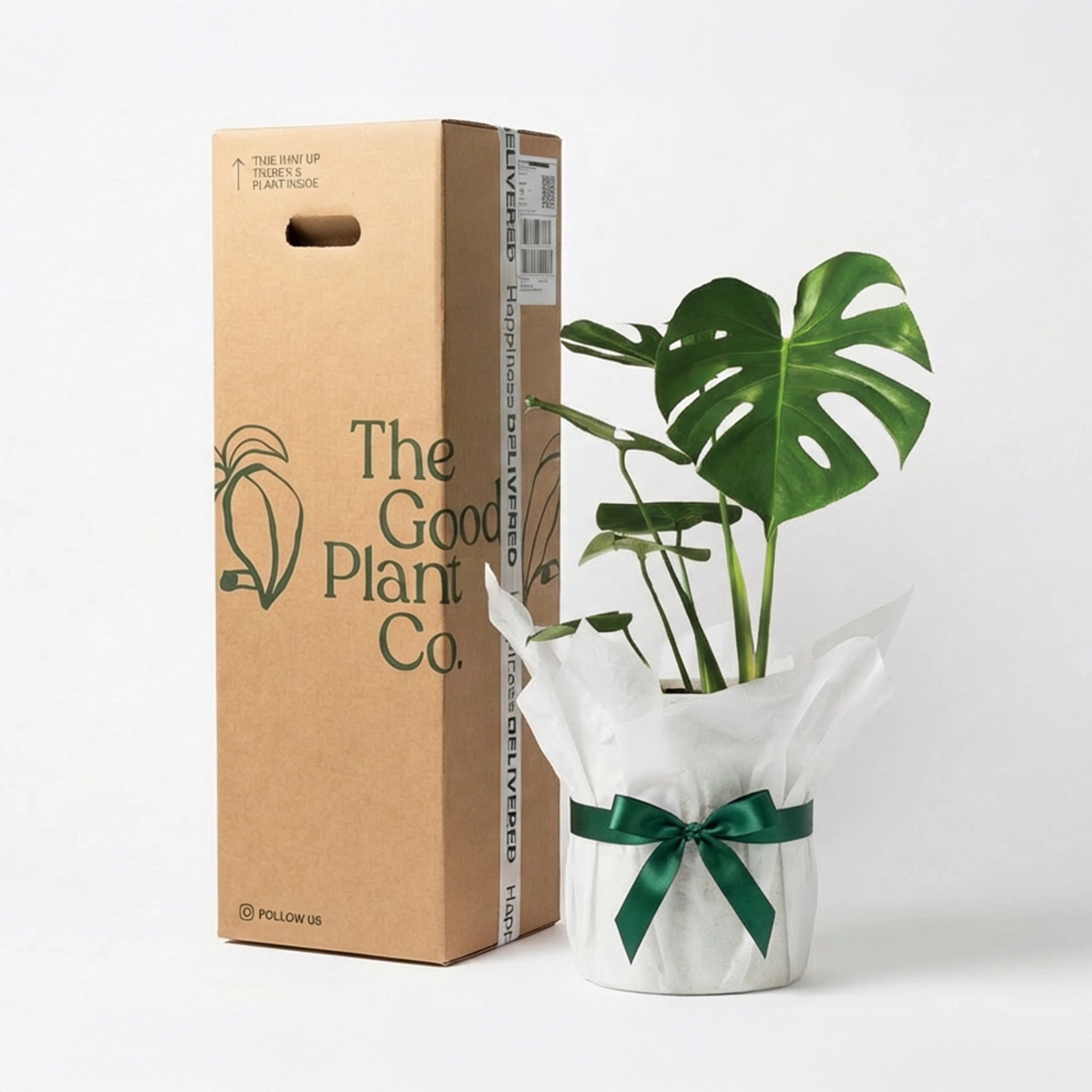 monstera plant delivery Monstera Deliciosa and Pot Gift Set