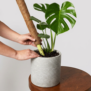 Coconut Coir Totem