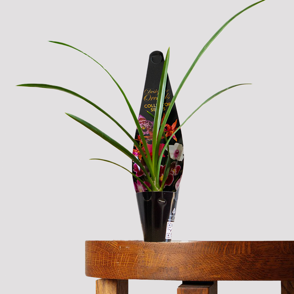 Cymbidium Orchid