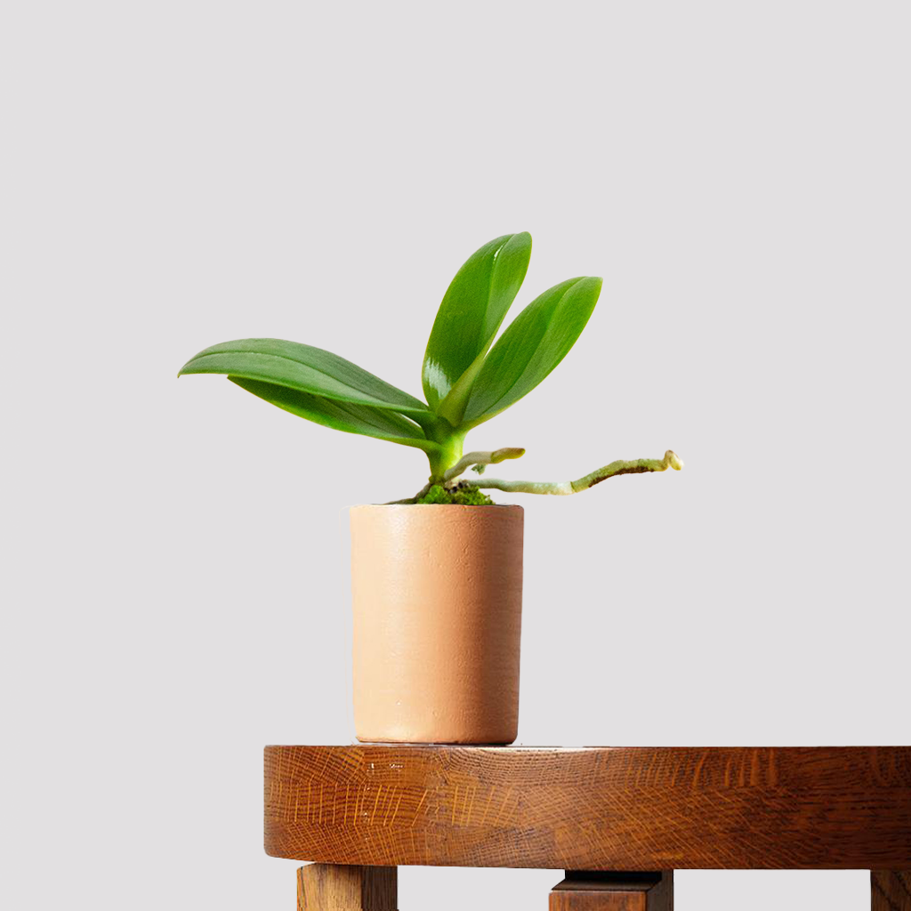 Phalaenopsis Orchid