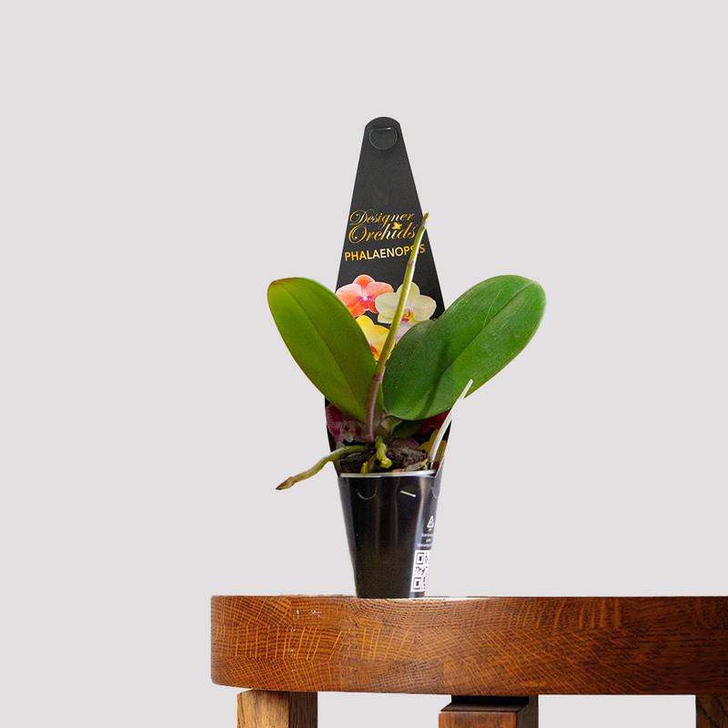 Phalaenopsis Orchid