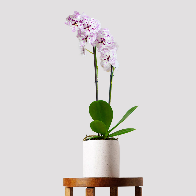 Phalaenopsis Orchid Flowering