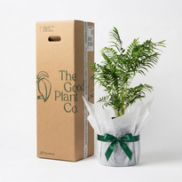 Bamboo Parlor Palm and Pot Gift