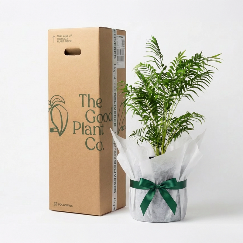 Bamboo Parlor Palm and Pot Gift
