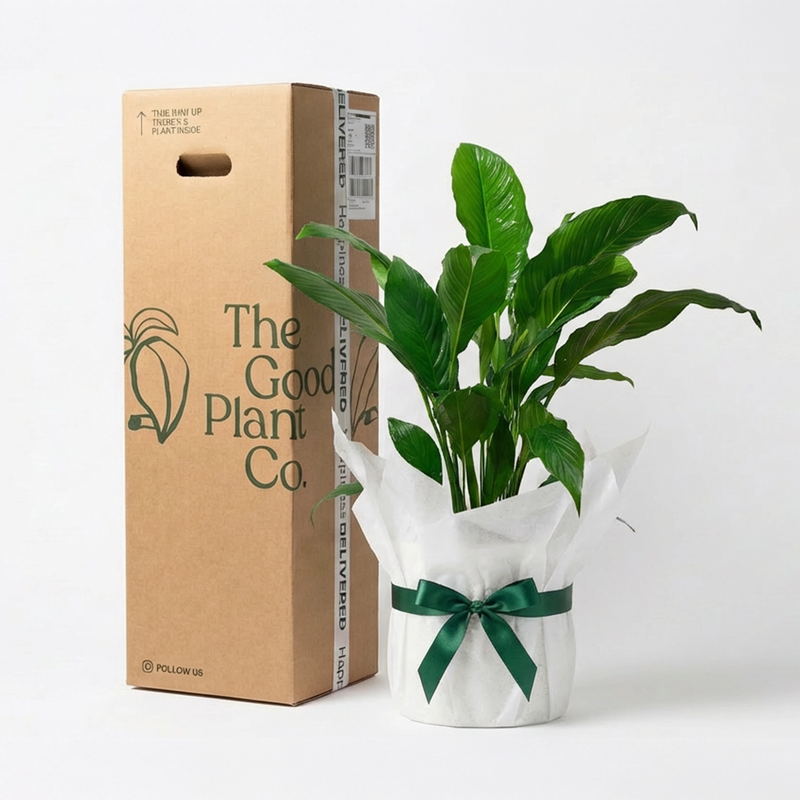 Peace Lily and Pot Gift