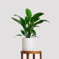 Peace Lily and Pot Gift