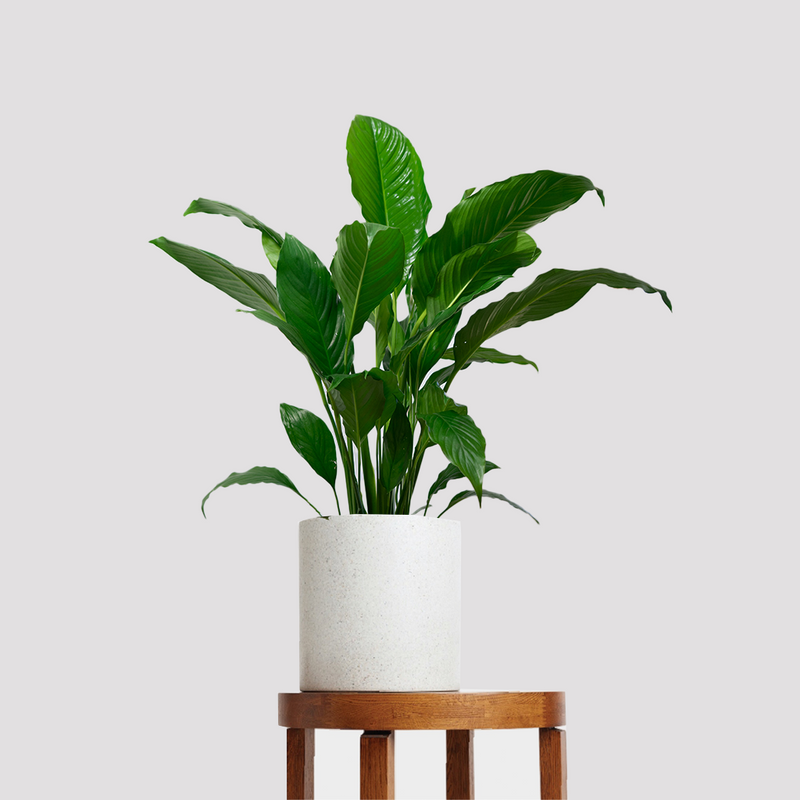 Peace Lily and Pot Gift