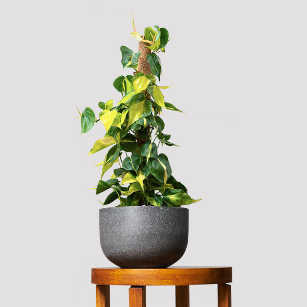 buy philodendron brasil australia Philodendron Brasil