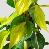 Philodendron Brasil