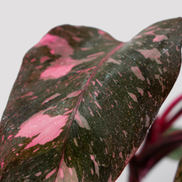 Philodendron Pink Princess Marble