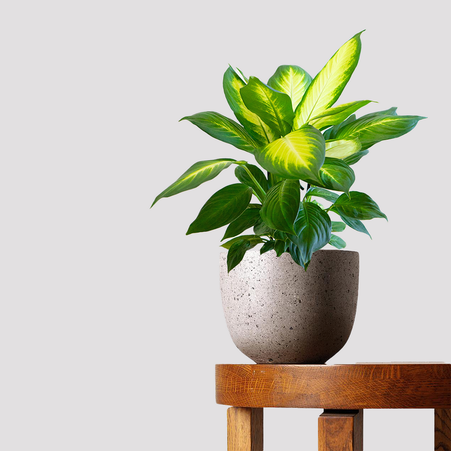 Dieffenbachia Tropic Marianne