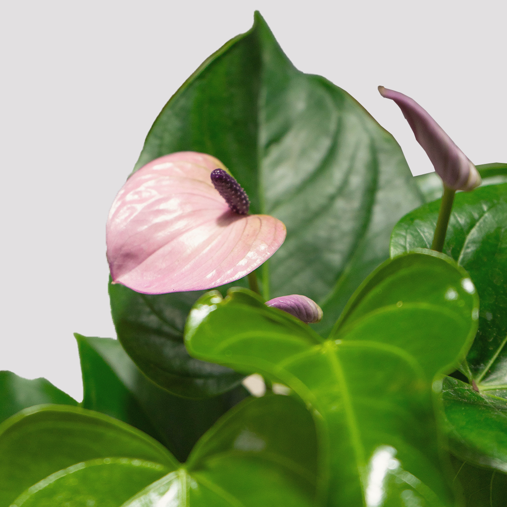 Purple Anthurium