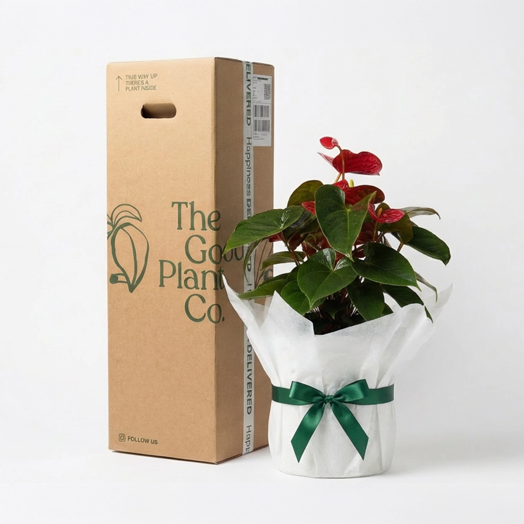 Red Anthurium and Pot Gift