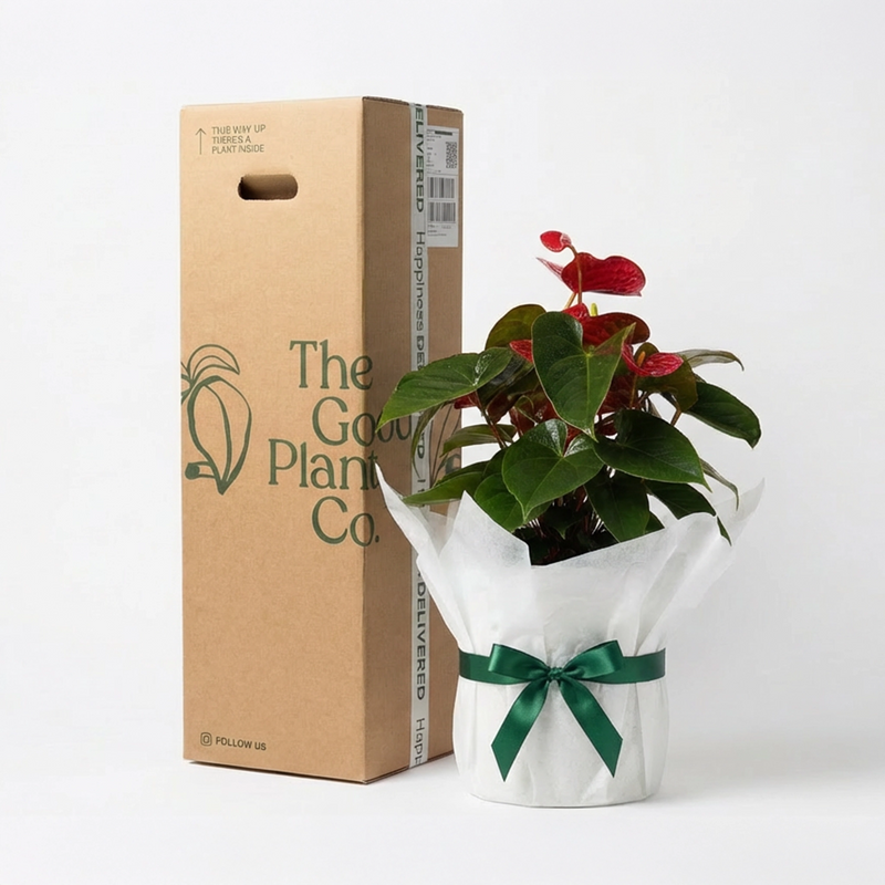 Red Anthurium and Pot Gift